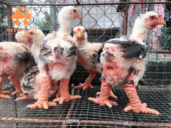 Chuyên bán sỉ lẻ gà đông tảo con giá rẻ 1,2,3,4,5 tháng tuổi
